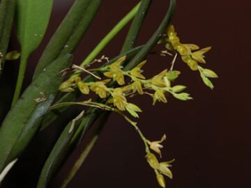Acianthera capillaris