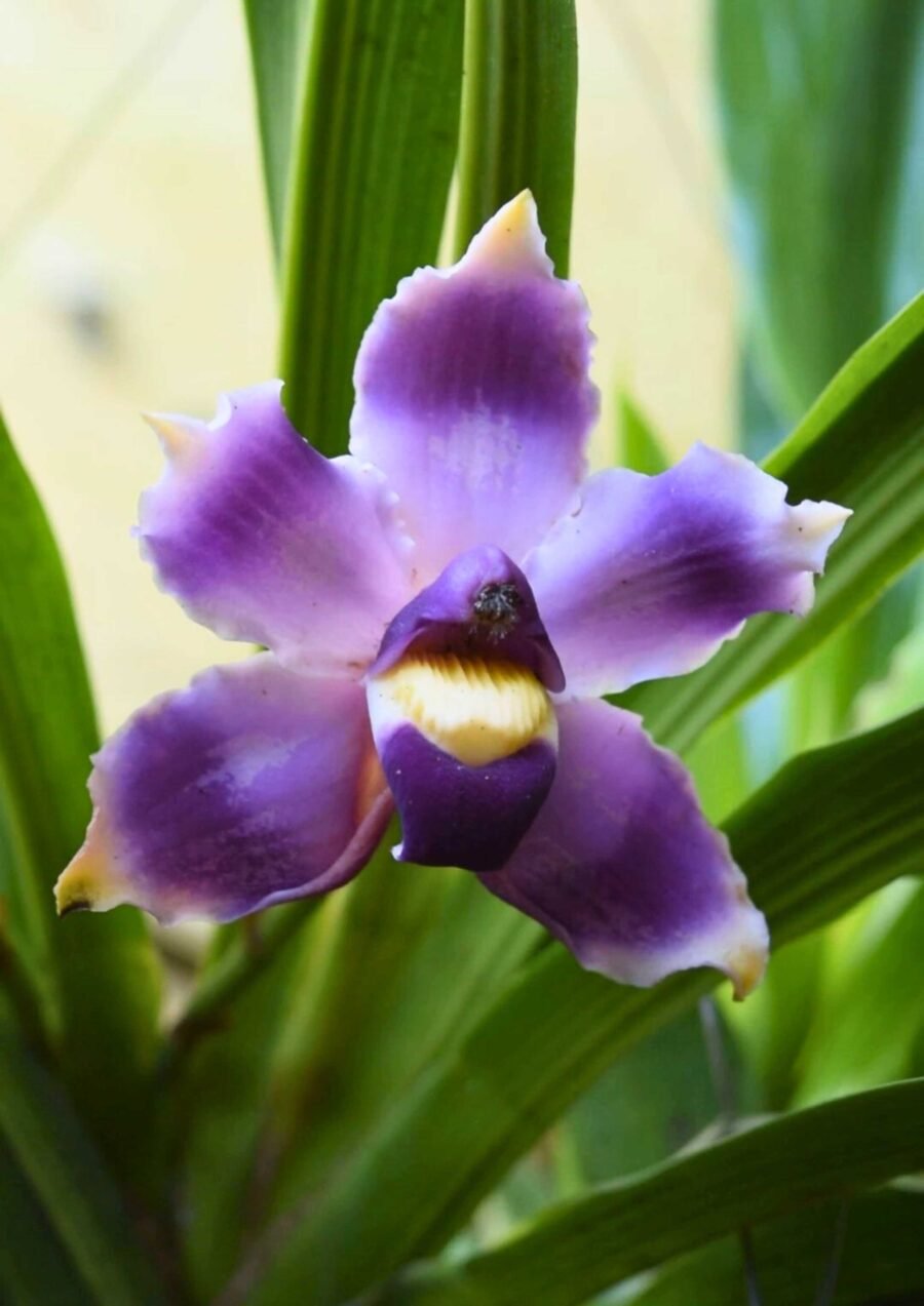Pescatoria (Bollea) coelestis