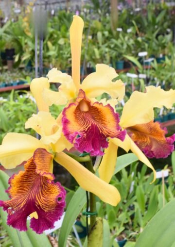 Cattleya dowiana aurea Orquivalle