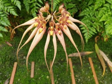 Bulbophyllum Elizabeth Ann