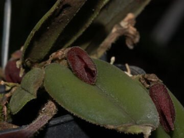 Dresslerella hispida