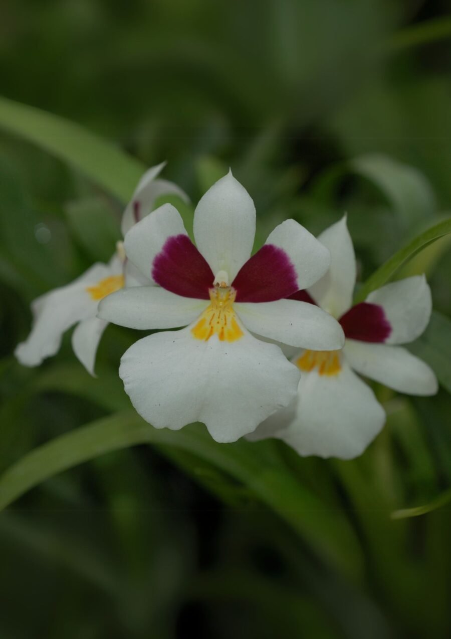 Miltoniopsis roezlii