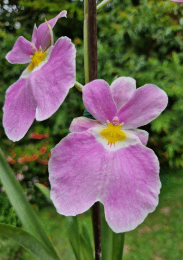 Miltoniopsis vexillaria