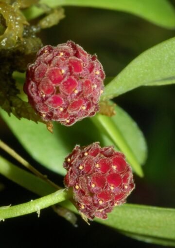 Platystele umbellata
