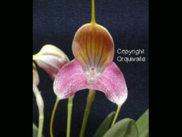 Masdevallia caudata