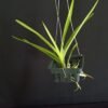 Vanda insigne Plántula - Imagen 2
