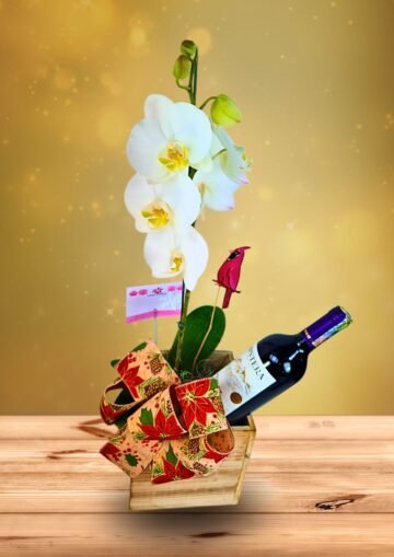 Phalaenopsis Blanca con Vino en Arreglo Navideño