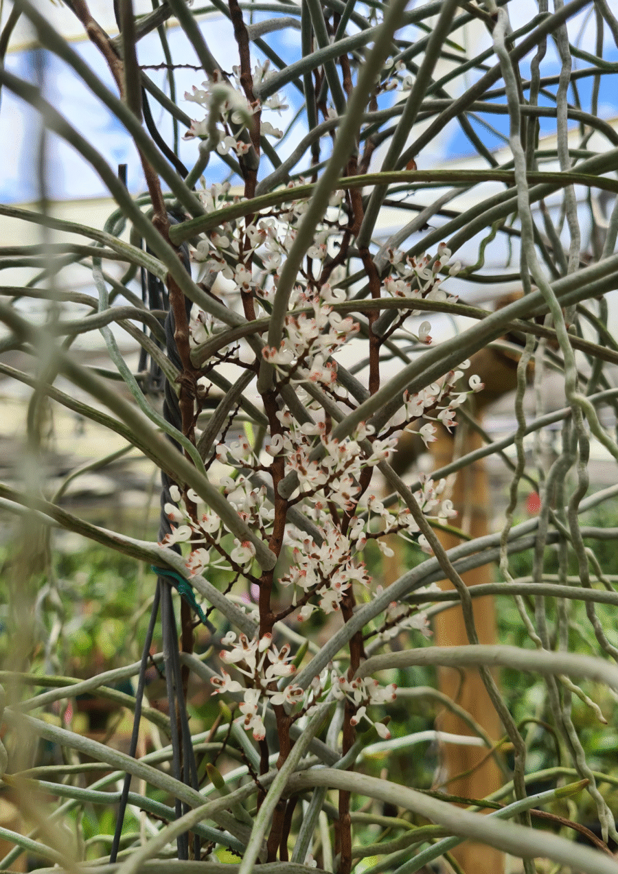 Solenangis aphylla