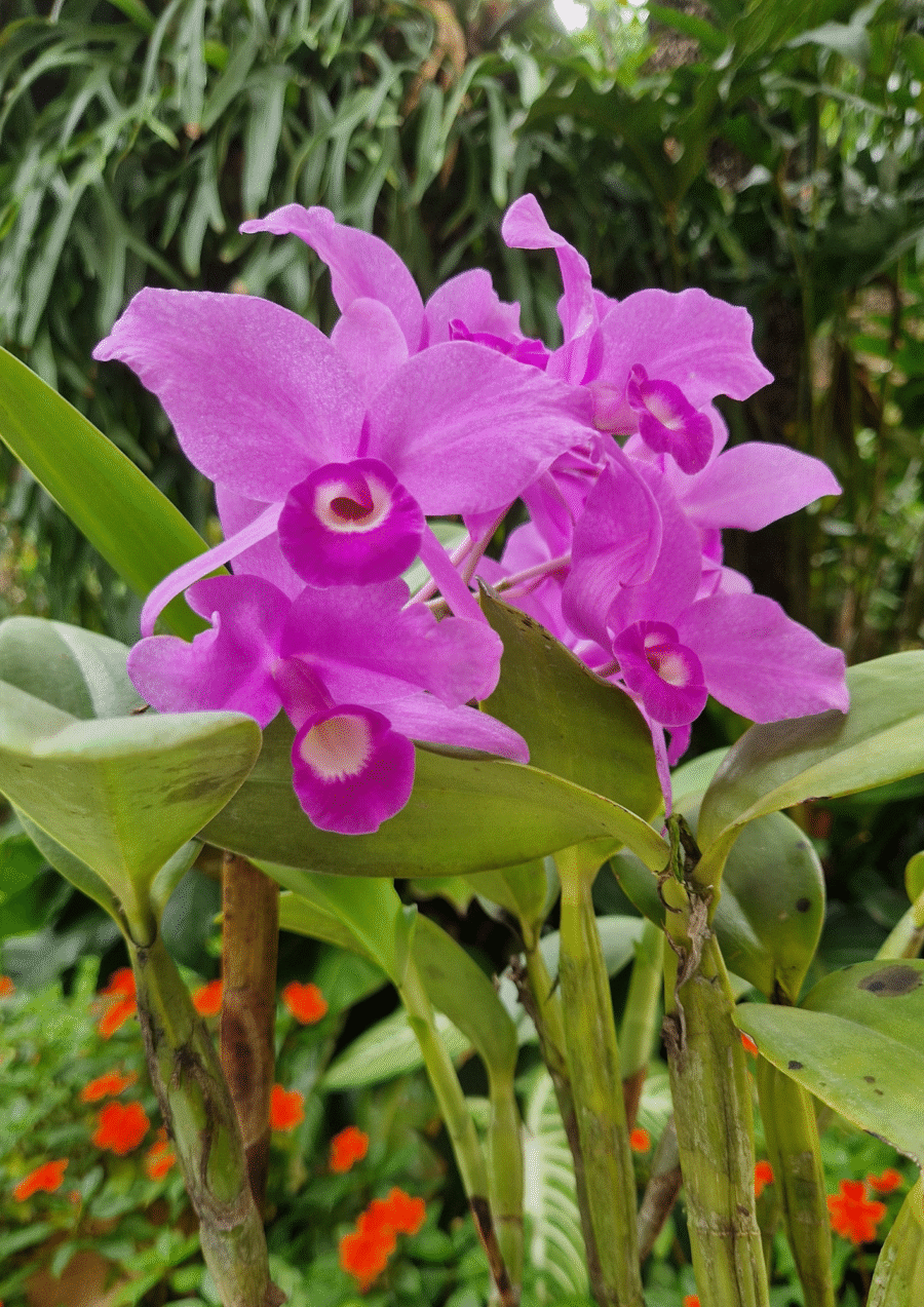 Guarianthe (Cattleya) skinneri