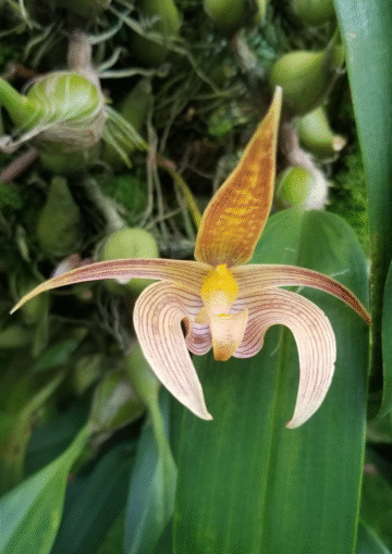 Bulbophyllum veitchianum
