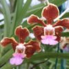 Vanda insigne Plántula