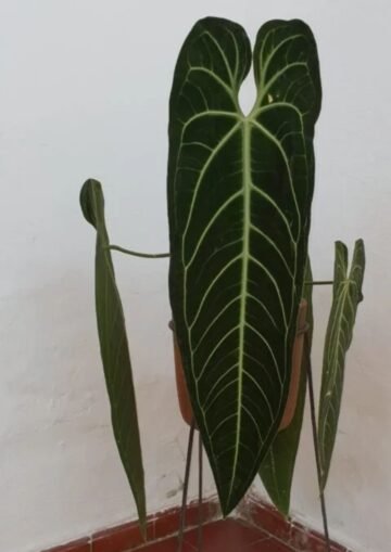 Anthurium warocqueanum "esqueleto"