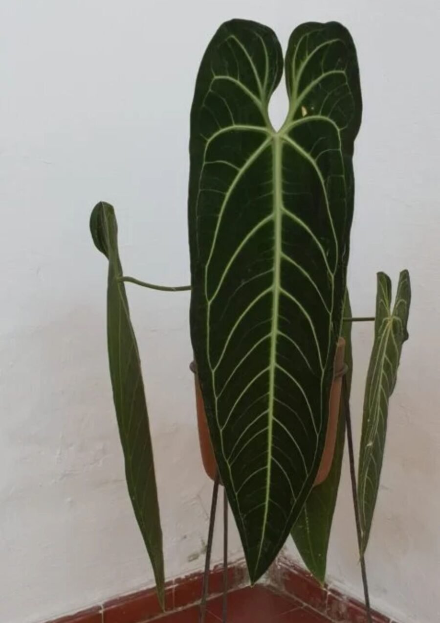 Anthurium warocqueanum "esqueleto"
