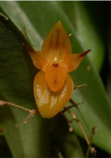 Platystele rubella