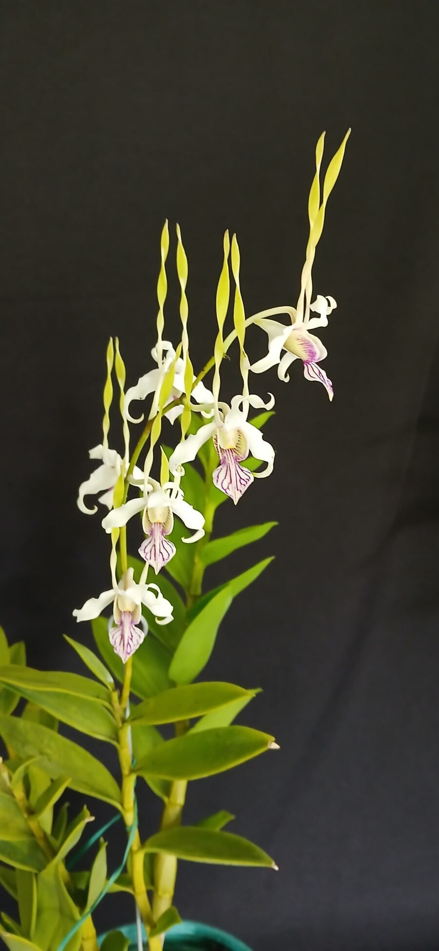 Dendrobium antennatum