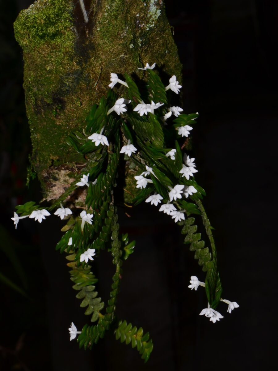 Angraecum distichum