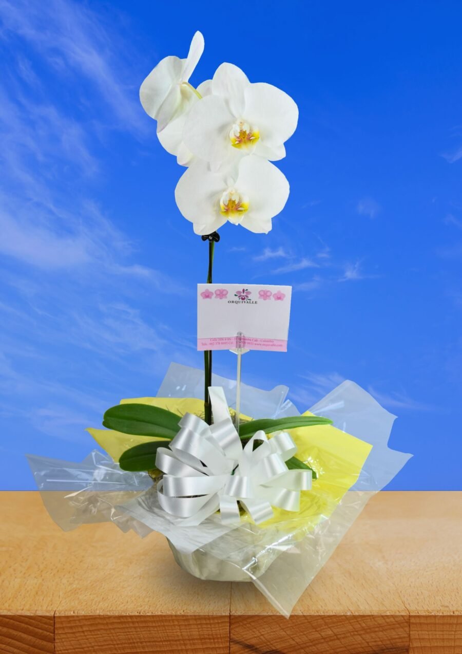 Alma Floral