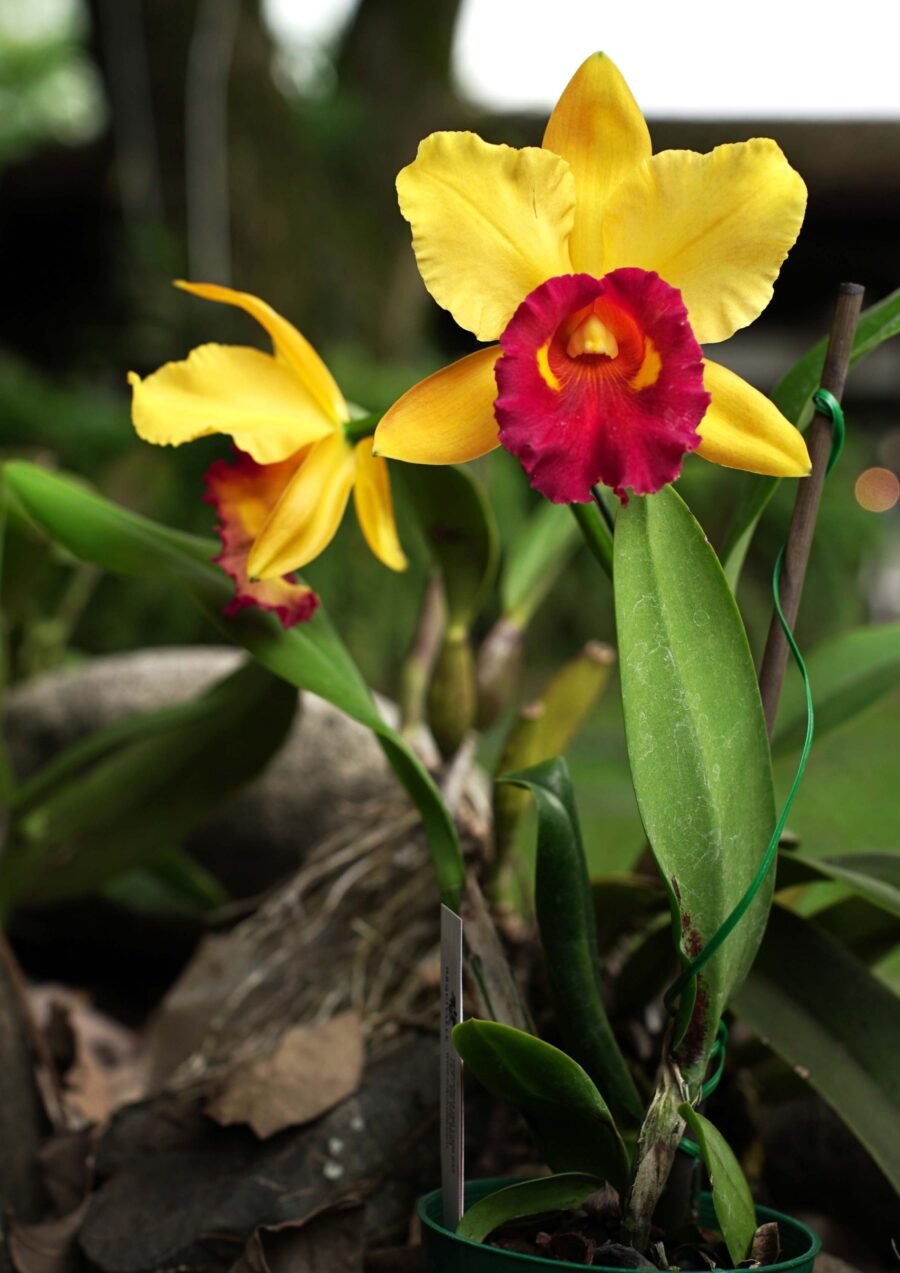 Rlc Ginebra Sunrise (cerca a tamaño de floración)