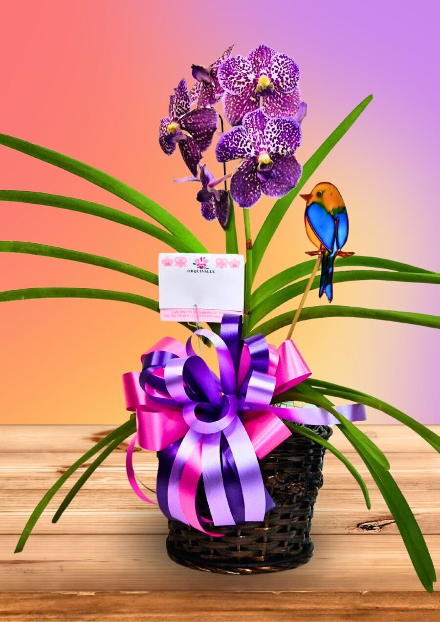 Vanda Primaveral