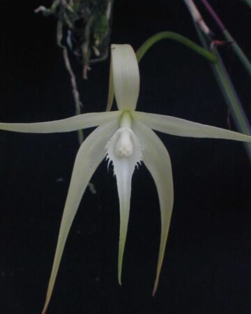 Brassavola cucullata
