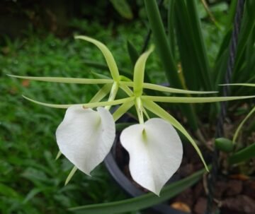 Brassavola grandiflora
