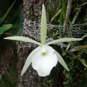 Brassavola martiana