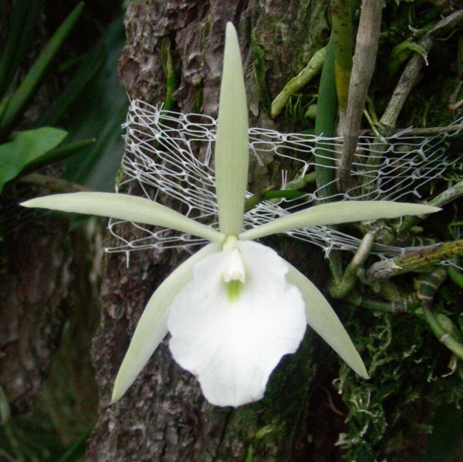 Brassavola martiana