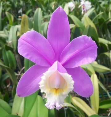 Cattleya loddigesii
