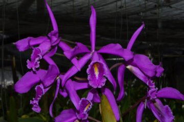 Cattleya maxima lojana