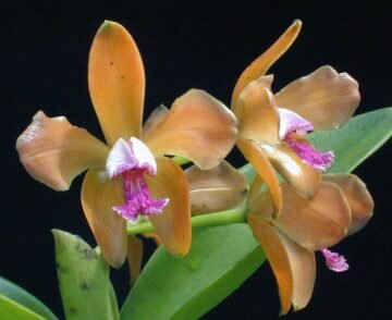 Cattleya porphyroglossa