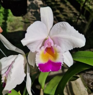 Cattleya quadricolor 'Verano' x sib