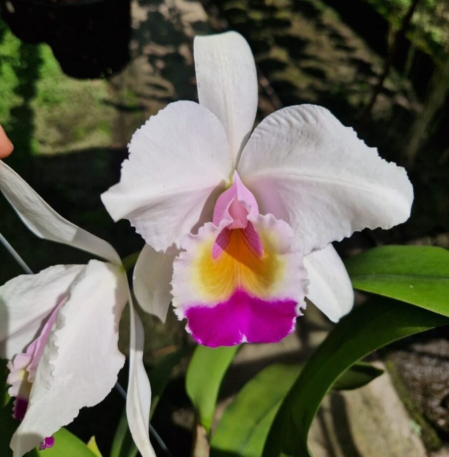 Cattleya quadricolor 'Verano' x sib