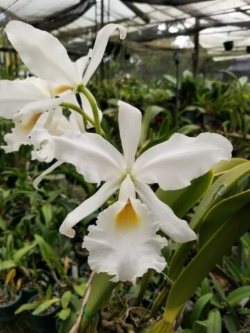 Cattleya warscewiczii alba x sib seedlings