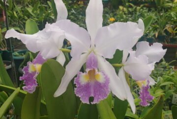 Cattleya warscewiczii coerulea x sib NBS