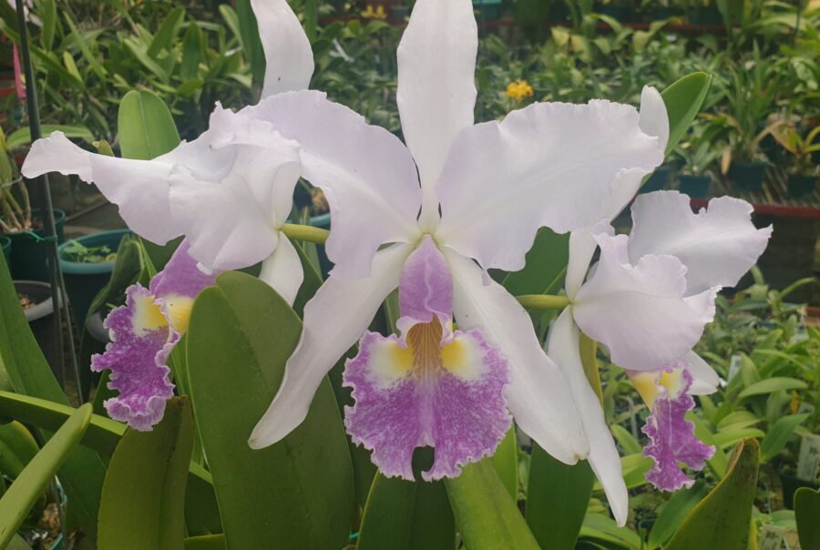 Cattleya warscewiczii coerulea x sib NBS