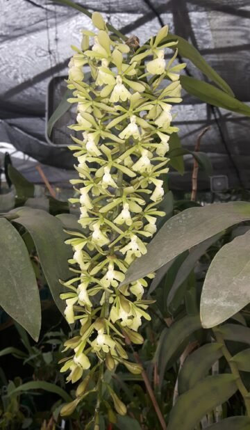 Epidendrum coronatum