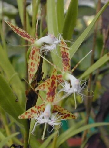 Epidendrum criniferum
