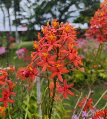 Epidendrum secundum