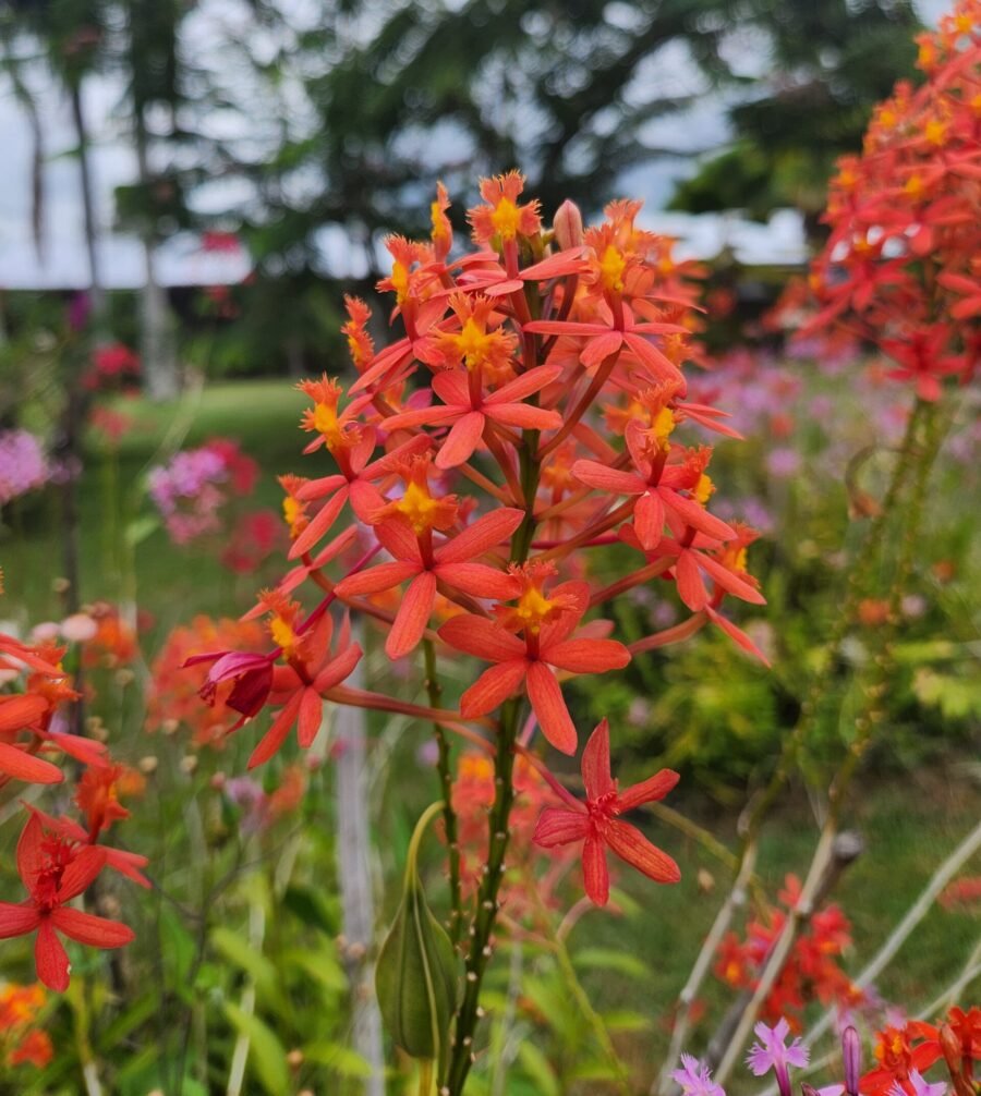 Epidendrum secundum