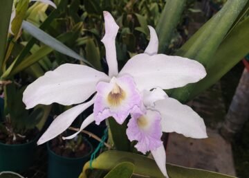 Cattleya (Laelia) purpurata amoena