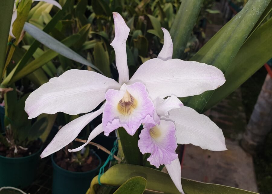 Cattleya (Laelia) purpurata amoena