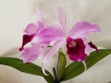 Cattleya (Laelia) purpurata flamea
