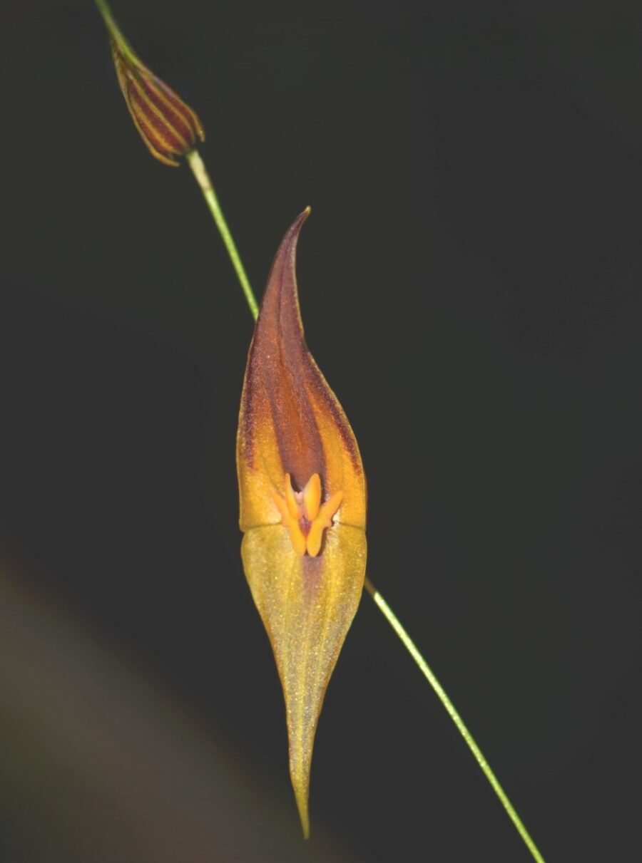 Lepanthes pastoense