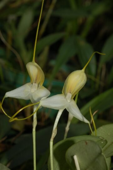Masdevallia apparitio