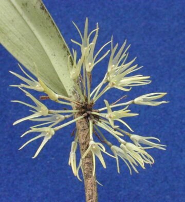 Myoxanthus affinis