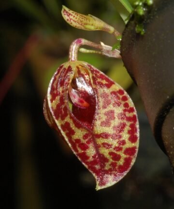 Ophidion dasyglossum