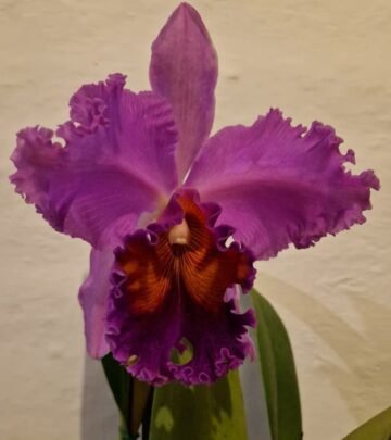 RLC Paula Hausermann  x RLC  Pastoral "Innocense"