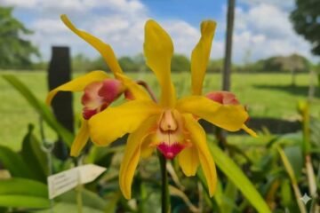 Potinara Free Spirit x Laelia rosea forma xanthina