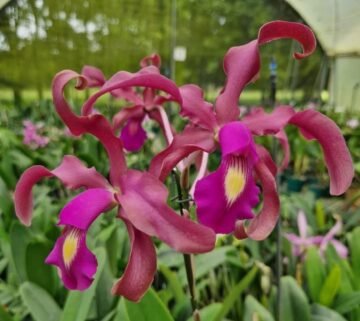 Laelia splendida x Cattleya trianae