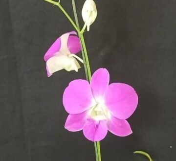 Dendrobium Lai Thai x Den Burana Pearl x Judy Mazey